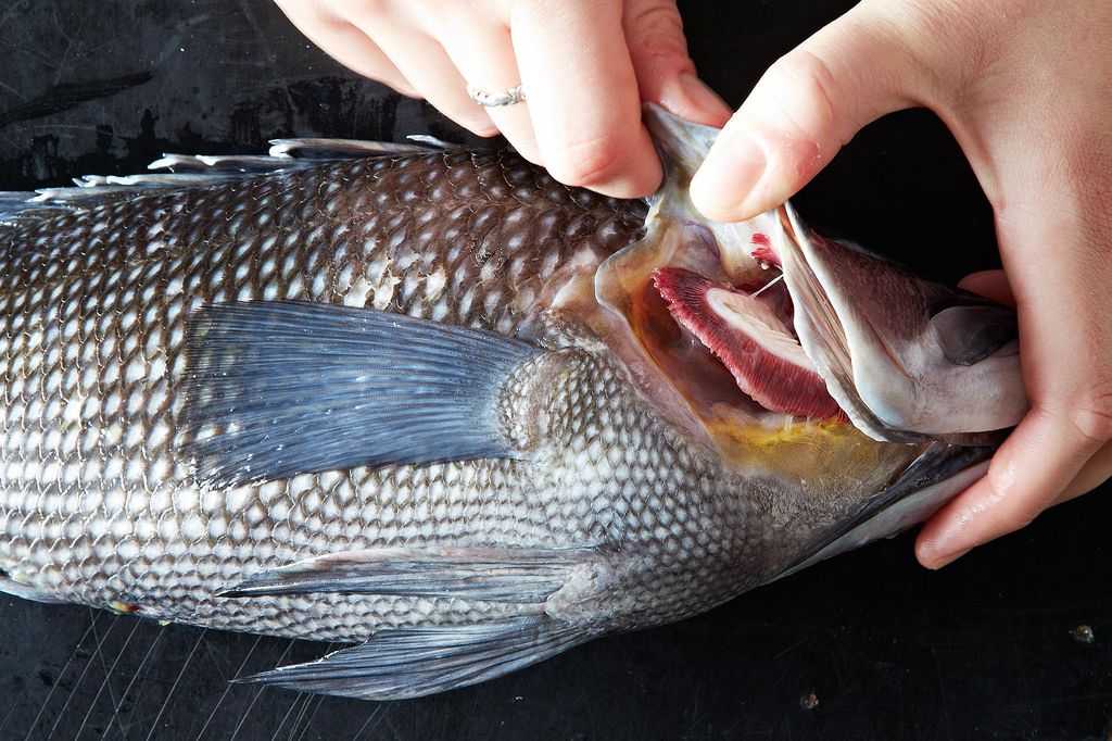 Специфический запах у рыбы: причины и как избавиться;