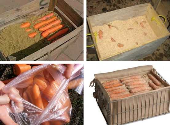 Плюсы, минусы и условия зимнего хранения моркови в песке