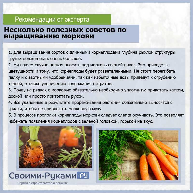 Важный момент сохранности урожая: нужно ли мыть морковь перед хранением на зиму?
