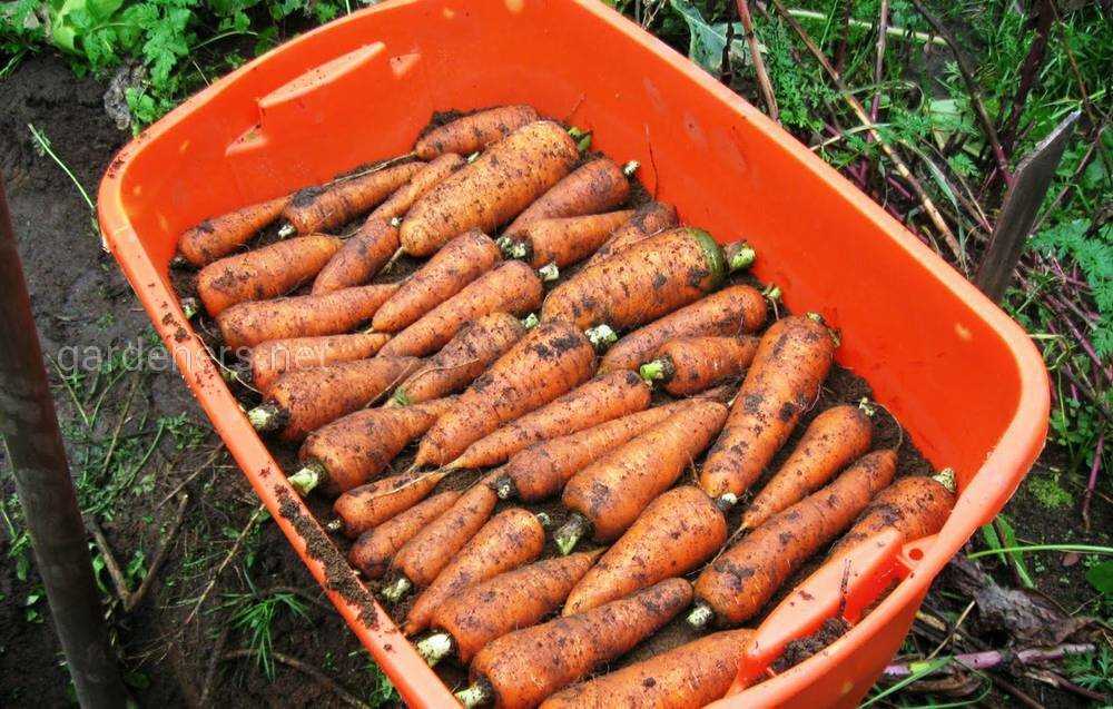 Как хранить морковь зимой 10+ способов в домашних условиях