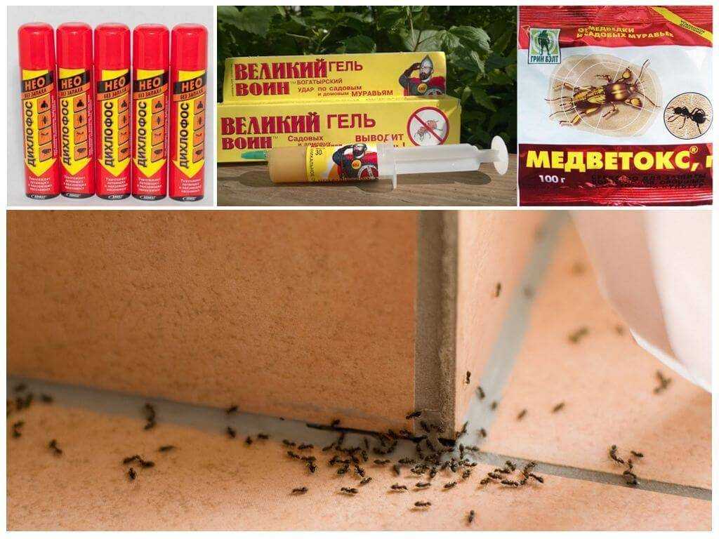 Как эффективно бороться с тараканами в квартире: профессиональные средства, домашние методы борьбы, рекомендации и советы