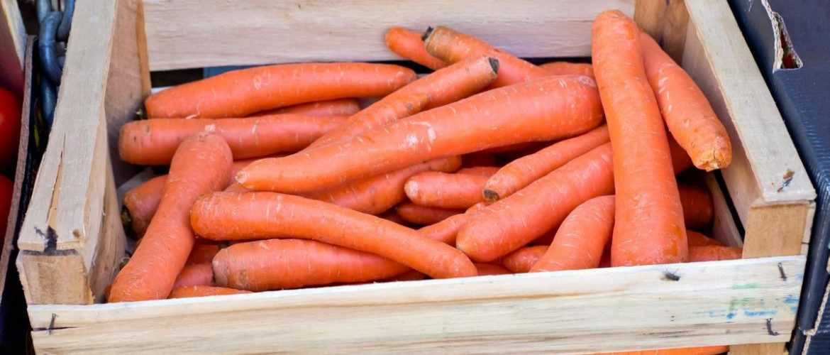 Как сохранить морковь на зиму в земле: на грядке или в яме? русский фермер