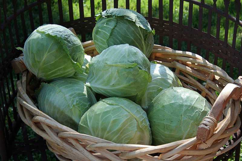 Лучшие сорта поздней капусты для длительного хранения, когда ее сажать на рассаду, фото, отзывы