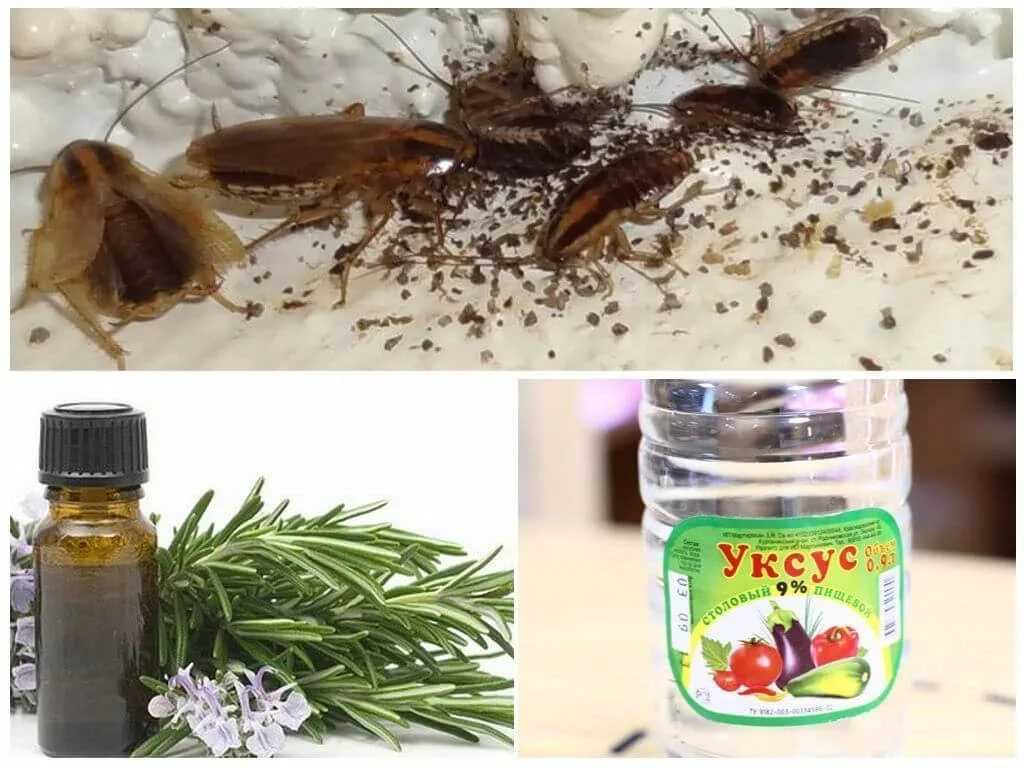 ❶ топ-20 народных рецептов - как избавиться от тараканов в домашних условиях быстро за 1 день самостоятельно