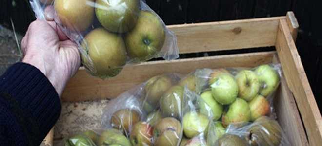Как хранить сушеные яблоки в домашних условиях: как правильно и где лучше, сколько, можно ли в стеклянной банке, как защитить от моли?