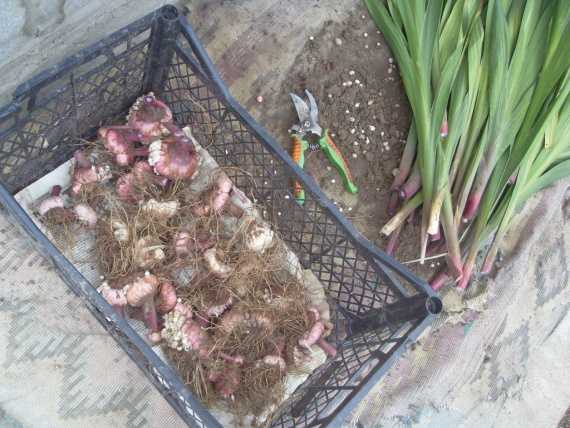 Когда выкапывать луковицы гладиолусов на зиму и как их хранить