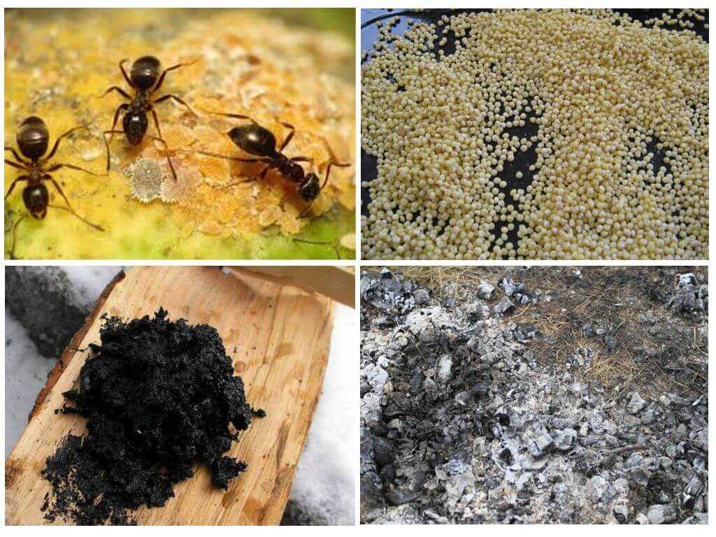 Как избавиться от муравьев на даче - выбор лучшего средства