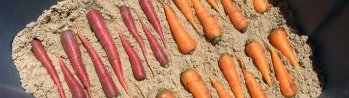 Нужно ли мыть морковь перед хранением на зиму, моют ли овощ перед закладкой в погреб, можно ли хранить корнеплод немытым?