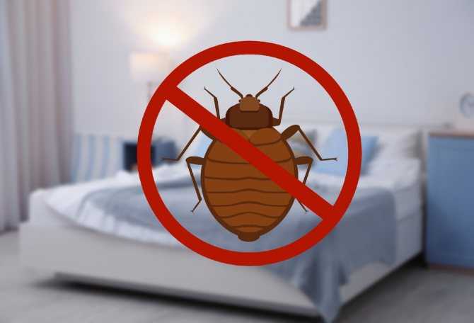 Откуда берутся постельные клопы в квартире, чем опасны для человека?