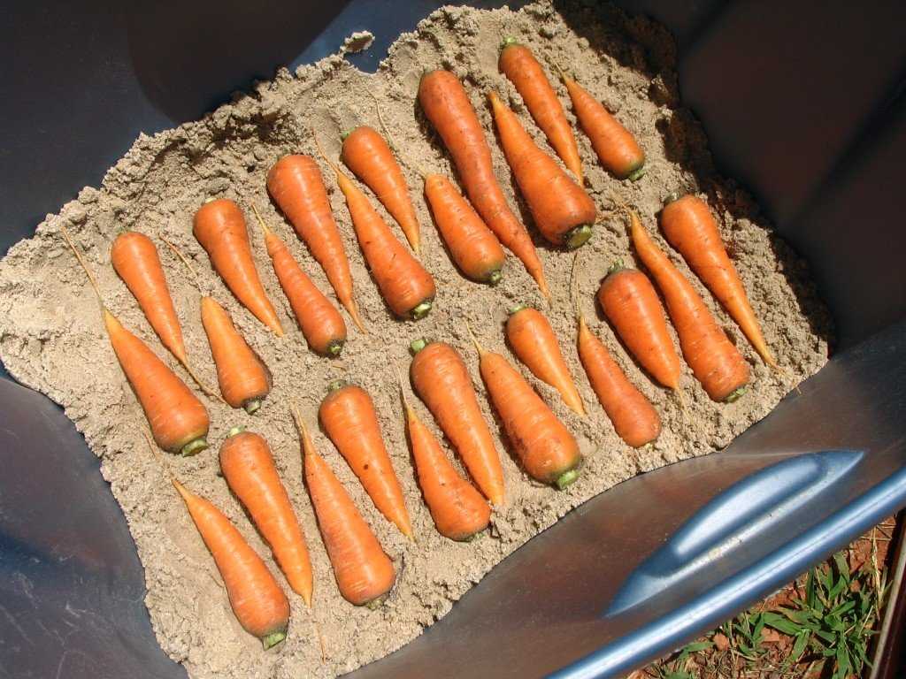 Как хранить морковь в домашних условиях на протяжении зимы?