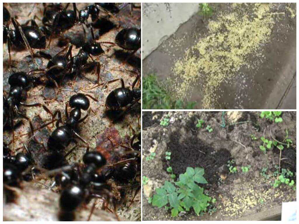 Как бороться с муравьями в огороде и саду: 30 лучших способов