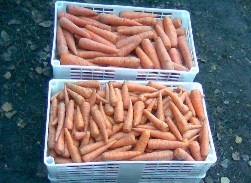 Несколько секретов, как подготовить морковь к хранению на зиму