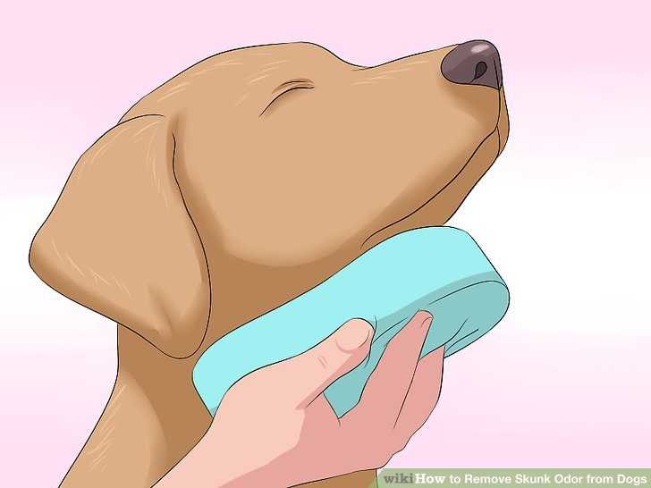 Как избавиться от запаха собачьей мочи: эффективные способы и средства