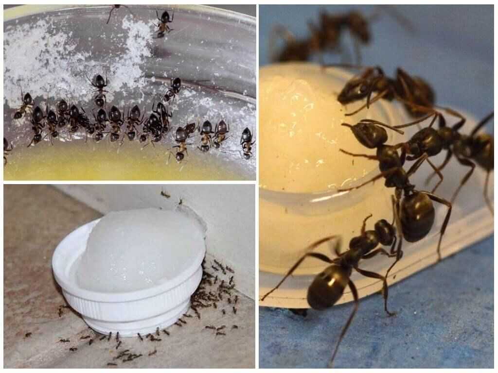 Как бороться с муравьями  на даче и в саду – 20 советов