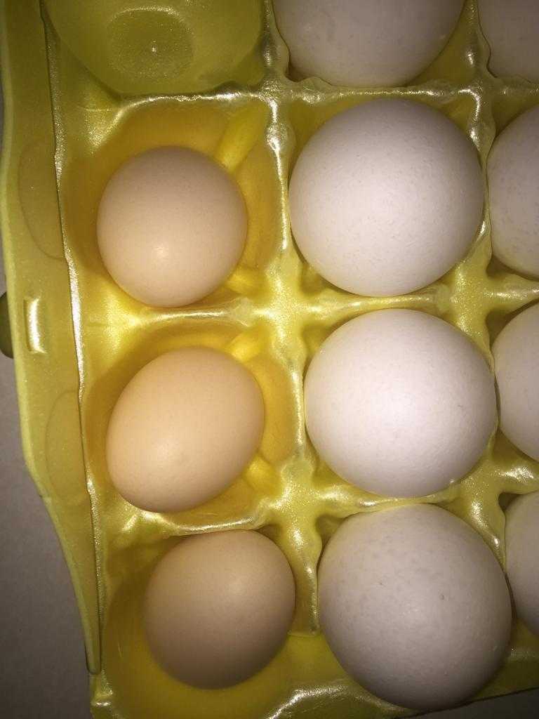 Сколько можно хранить яйца в холодильнике?
