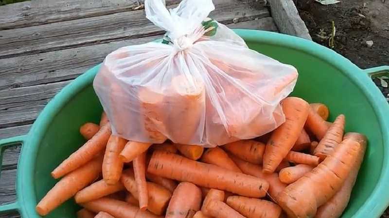 Особенности хранения моркови в домашних условиях зимой