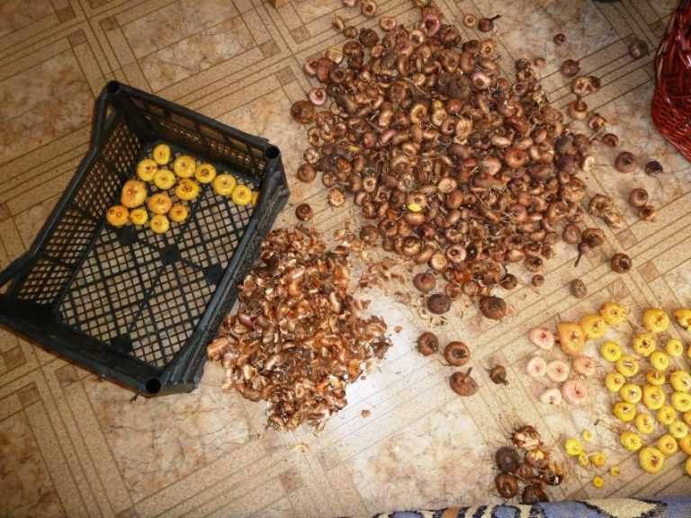 В этой статье отвечаем на вопросы: можно ли хранить гладиолусы в холодильнике, как правильно их подготовить, когда доставать луковицы после зимнего хранения, как сажать
