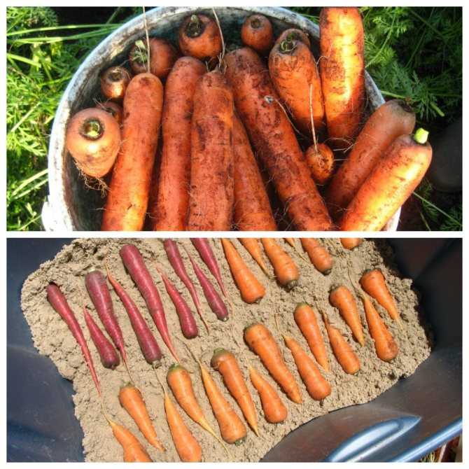 Как хранить морковь и свеклу на зиму правильно: где и в чем? лучшие способы сбережения русский фермер