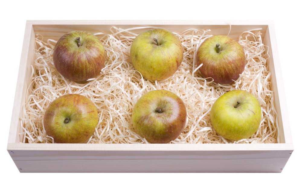 Как сохранять яблоки на зиму в домашних условиях (зимние, в вакуумной упаковке и т.д.): как правильно, где лучше, с чем нельзя, каковы условия хранения?