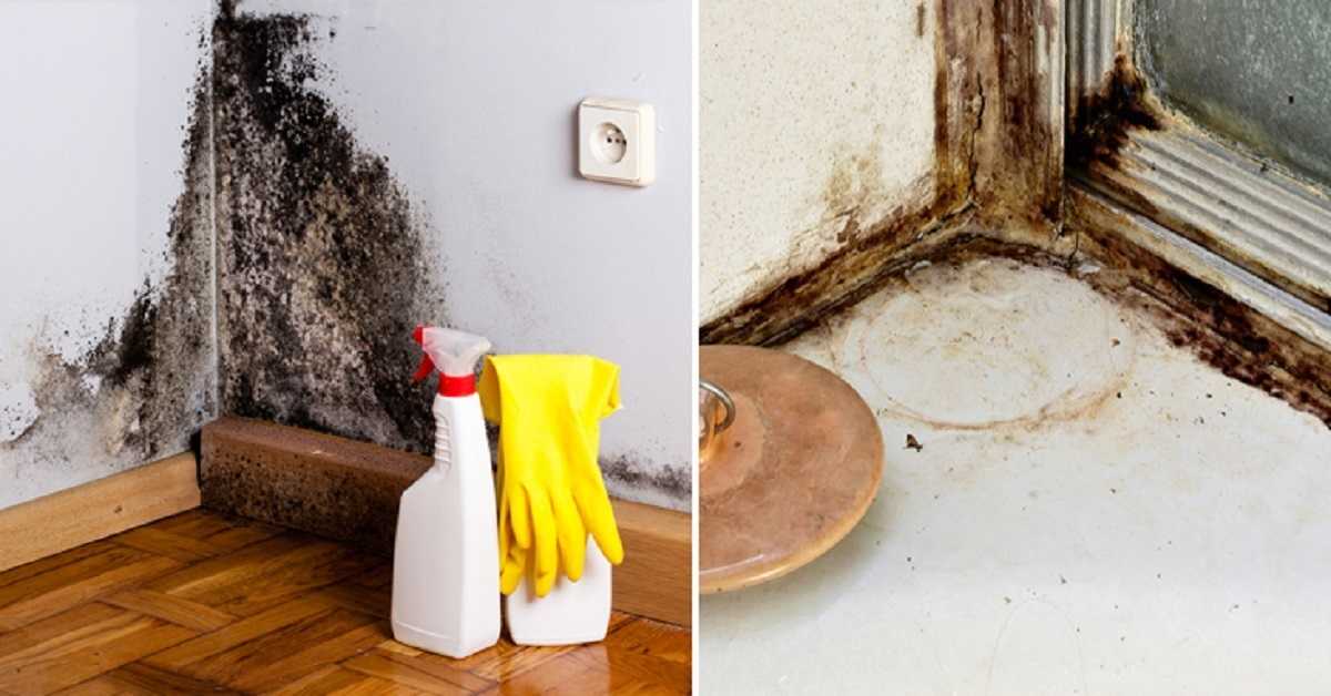Как убрать плесень со стен и предотвратить её повторное появление