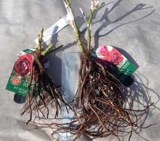 Выращивание розы из черенка: пошаговая инструкция, укоренение в воде, черенкование, в газете, грунте и картофеле, фото инструкция по посадке, за два месяца