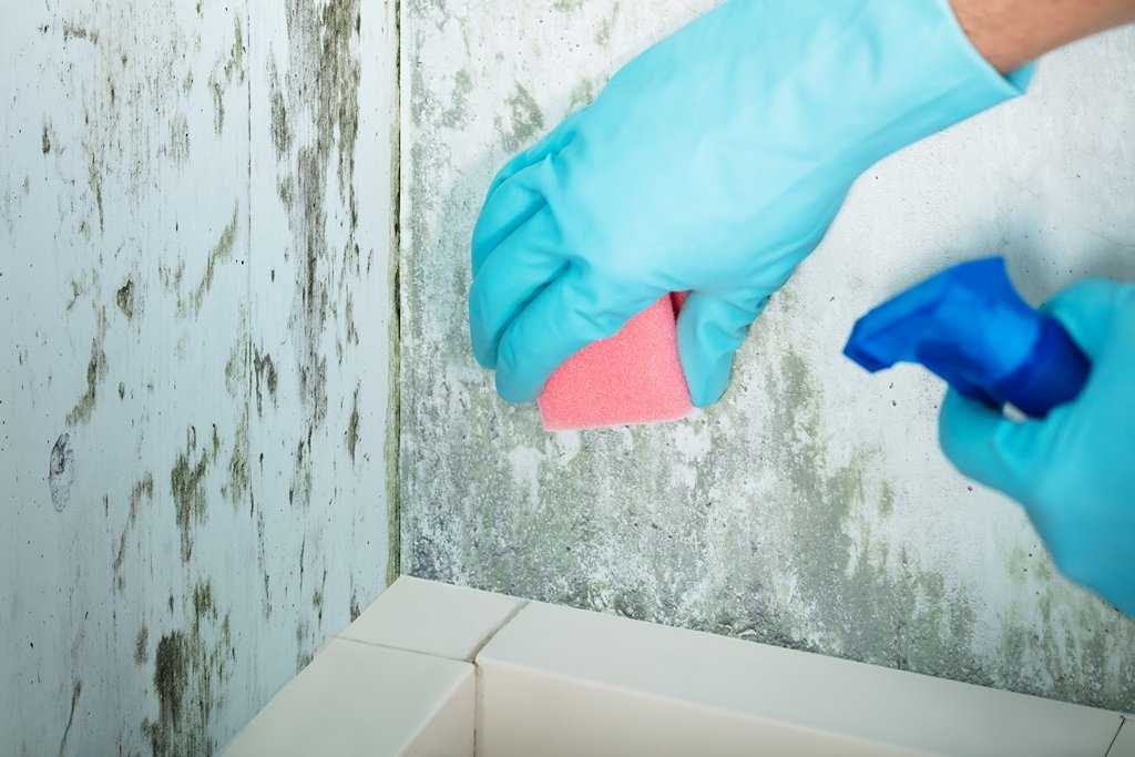 Как удалить запах плесени с одежды с помощью химчистки