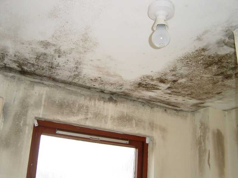 Плесень под натяжным потолком и грибок: обработка, фото и цена очистки в квартире