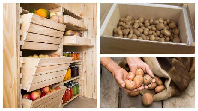 Как хранить картошку в квартире летом