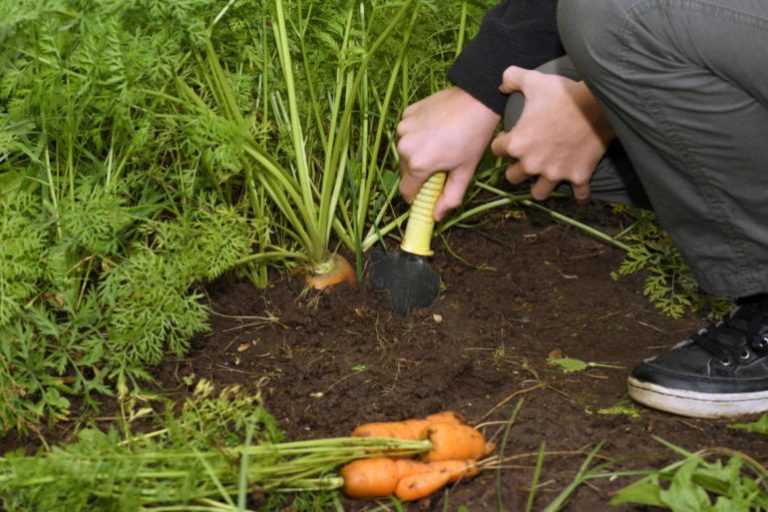 Как правильно хранить морковь зимой в квартире и частном доме: особенности корнеплодов, удачные сорта, подготовка к закладке