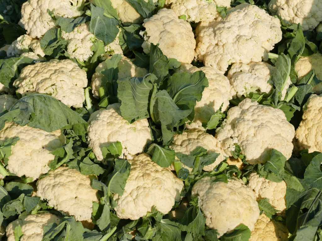 Можно ли и как заморозить капусту белокочанную на зиму в морозилке? русский фермер