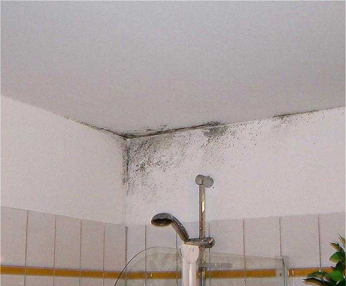 Как убрать плесень в квартире со стен своими руками: как удалить народными средствами, чем и какими химсредствами вывести в домашних условиях?