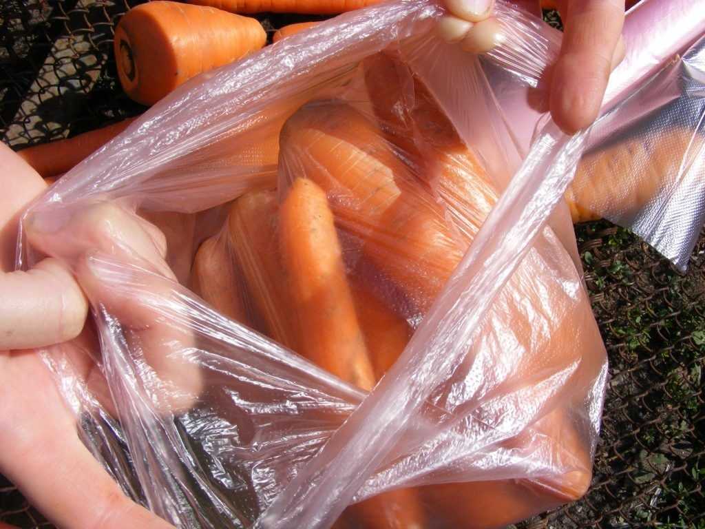 Как сохранить морковь на грядке до весны: возможно ли это, необходимые условия, а также пошаговый алгоритм для консервации овоща в грунте на зиму selo.guru — интернет портал о сельском хозяйстве