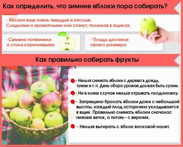Обработка яблок для длительного хранения: обзор способов
