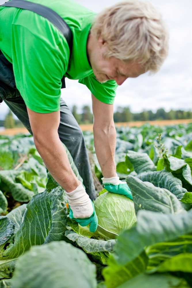Когда убирать капусту на хранение на зиму: как правильно и при какой температуре нужно и можно собирать урожай с грядки на огороде?