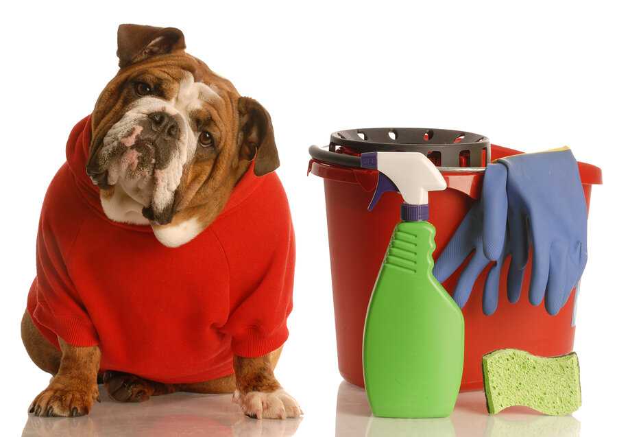 Тонкости собаководства: как избавиться от запаха собаки в квартире