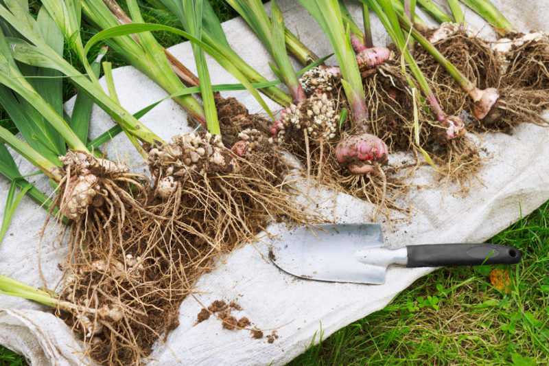 Особенности хранения луковиц гладиолуса: как хранить зимой в домашних условиях