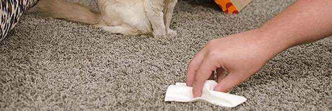 Способы и методы, как убрать запах собачьей мочи с ковра в домашних условиях