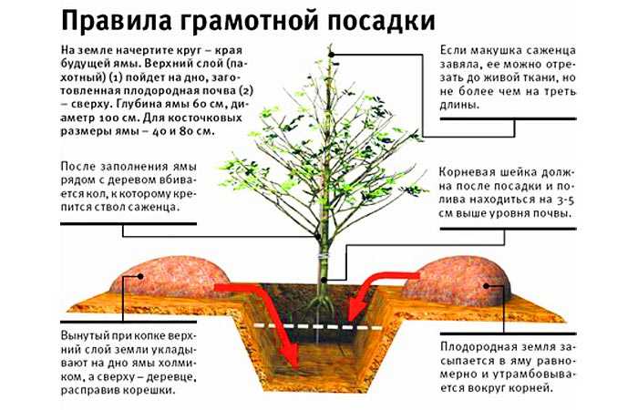 Как хранить саженцы деревьев и кустарников дома, на балконе и в погребе зимой до весны