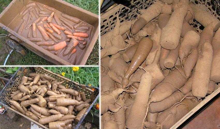 Сроки и правила уборки моркови на хранение на зиму