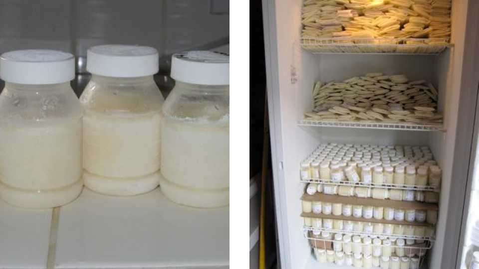 Сколько времени и в чем можно хранить грудное молоко в холодильнике и на прогулке