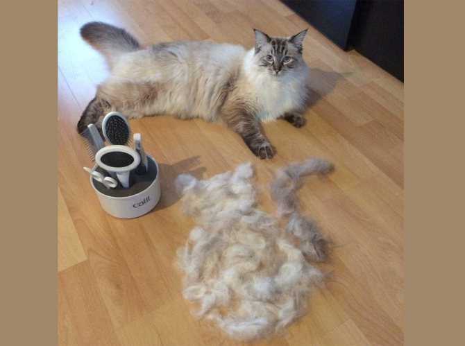 Как очистить вещи от кошачьей шерсти?