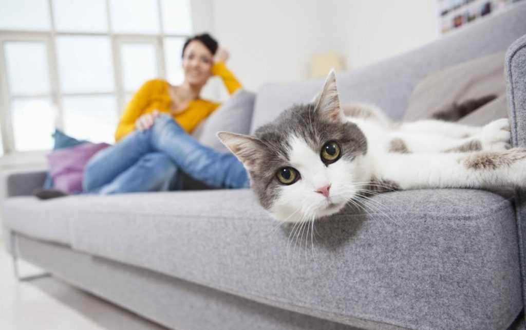 Как очистить ковер от кошачьей шерсти в домашних условиях