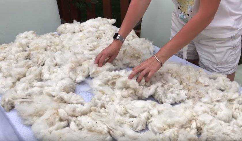 Как почистить овечью шкуру в домашних условиях