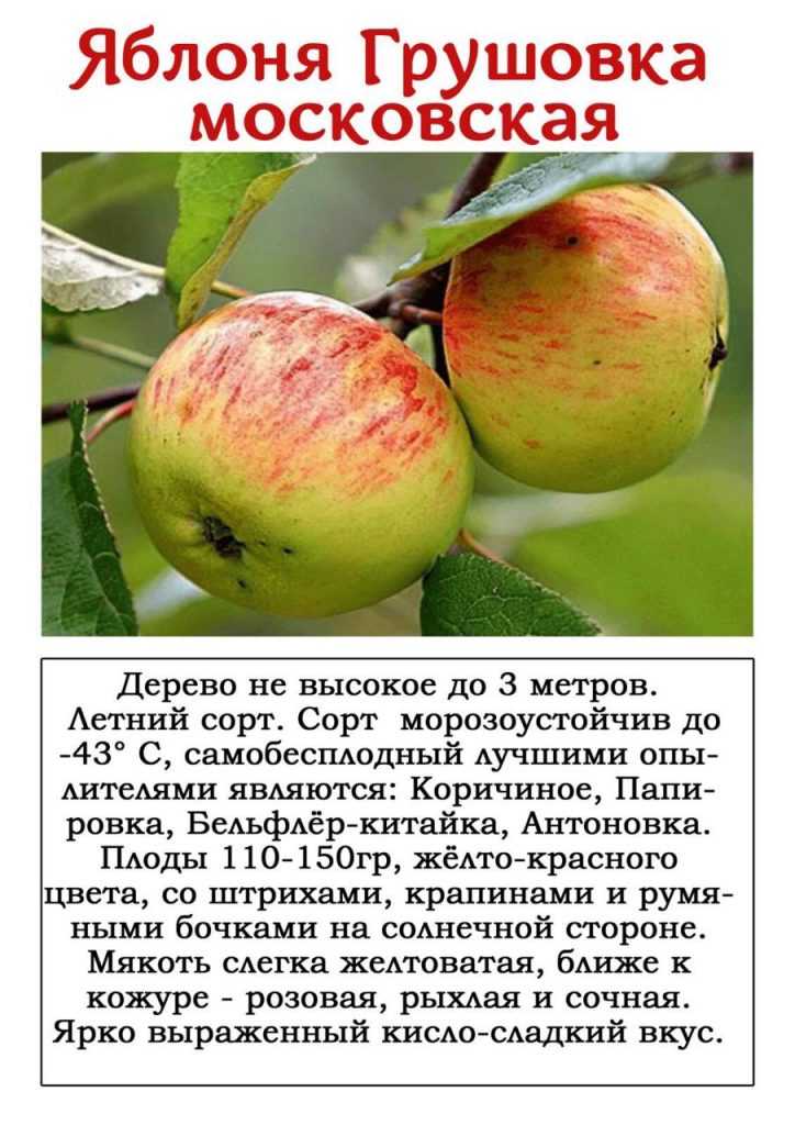 Как хранить яблоки в погребе на зиму: можно ли и как правильно организовать хранение урожая в подвале, при какой температуре?