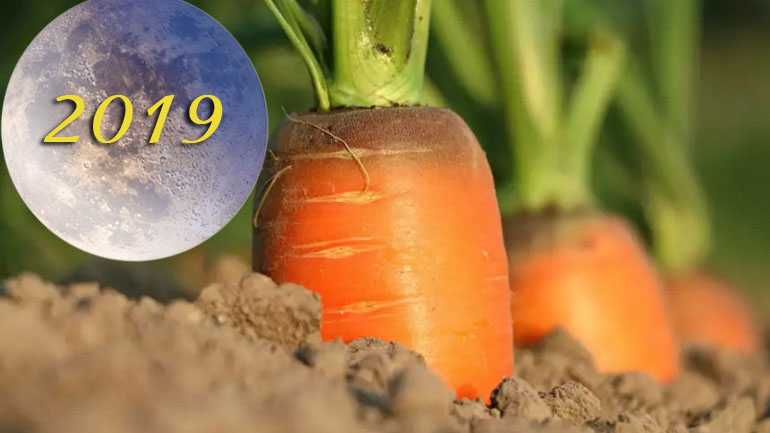 Как подготовить морковь к хранению на зиму: выбор места и тары, важные этапы подготовки урожая