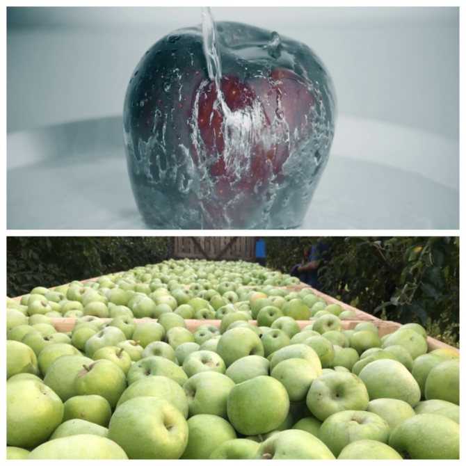Чем обрабатывают яблоки для длительного хранения в домашних условиях
