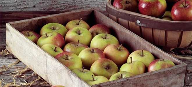 Как хранить сушеные яблоки в домашних условиях, чтобы не завелась моль