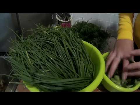Как сохранить зеленый лук на зиму: правила и способы заготовки