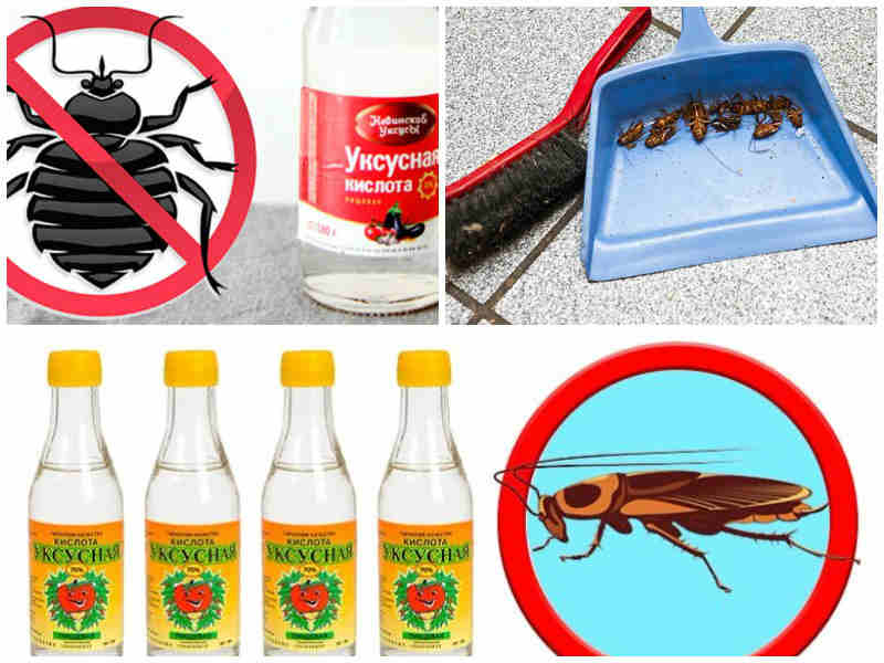 Как избавиться от тараканов: лучшие народные средства