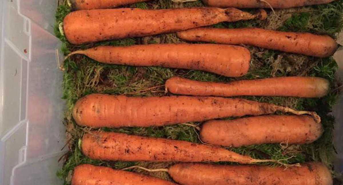 Важные правила, как обрезать морковь для хранения на зиму